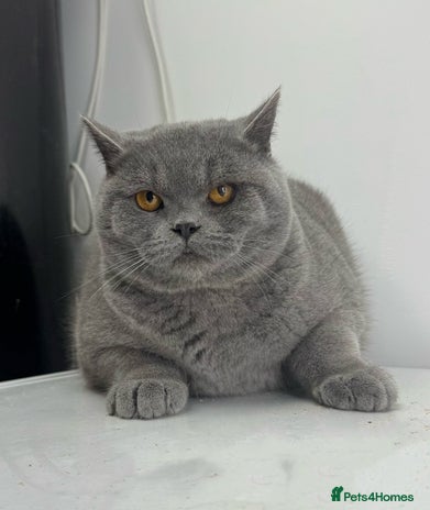 British Shorthair cats Full Pedigree Bonded Brothers - Advert 13