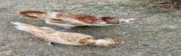 Chickens poultry for sale: Free - Two hens - Poland and Faverolle - Advert 7