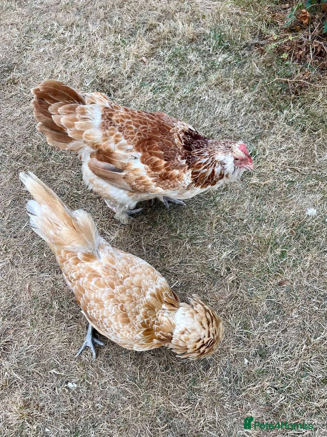Chickens poultry for sale: Free - Two hens - Poland and Faverolle - Advert 7