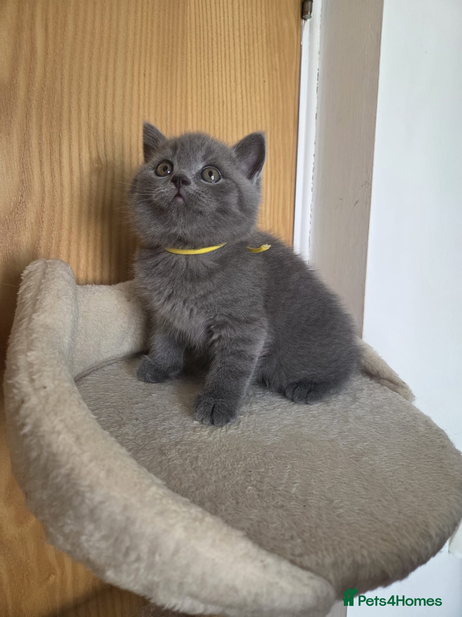 British Shorthair cats Beautiful British blue Shorthair  - Advert 2