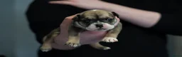 English Bulldog dogs for sale: English bulldogs PUPPIES NEBBR REGISTERED - Advert 19