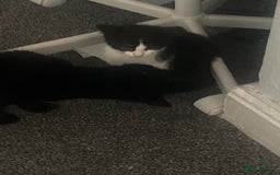 Aegean cats for sale: Kitten for sale - Image 4
