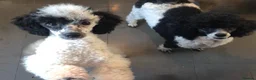 Toy Poodle dogs for sale: Beautiful Toy Poodles  - Advert 2