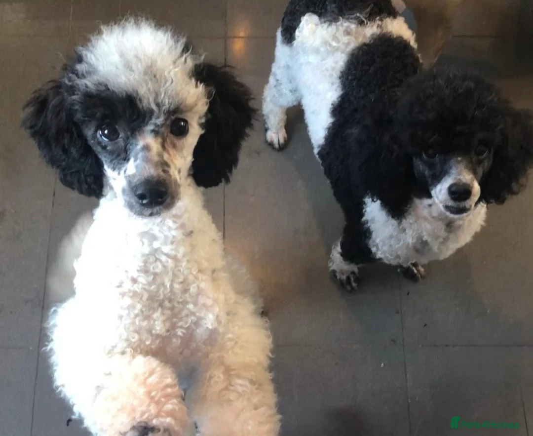Toy Poodle dogs for sale: Beautiful Toy Poodles  - Advert 2