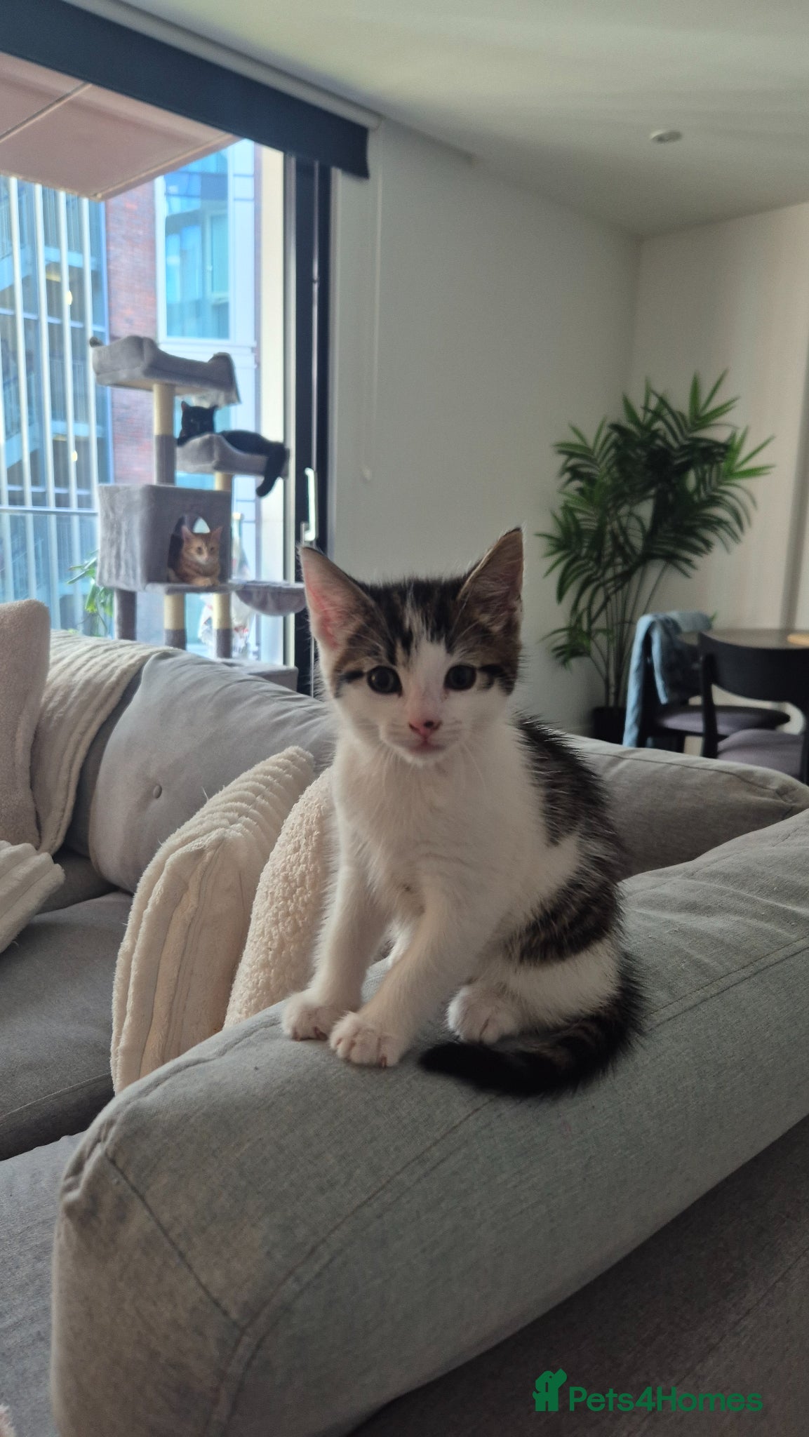 Mixed Breed cats Female kitten  - Advert 1