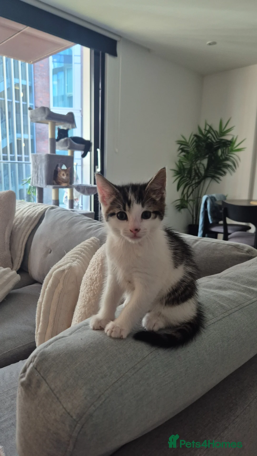 Mixed Breed cats for sale: Female kitten  - Advert 1