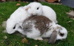 Mini Lop rabbits for sale: Gorgeous Mini lop babies looking for new homes - Image 33