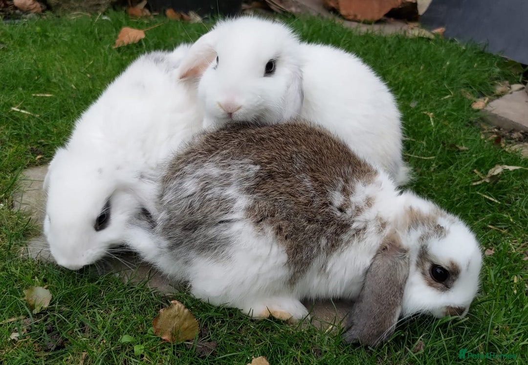 Mini Lop rabbits for sale: Gorgeous Mini lop babies looking for new homes - Image 33