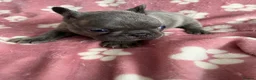 French Bulldog dogs for sale: 2 male French bulldog puppies - Advert 7