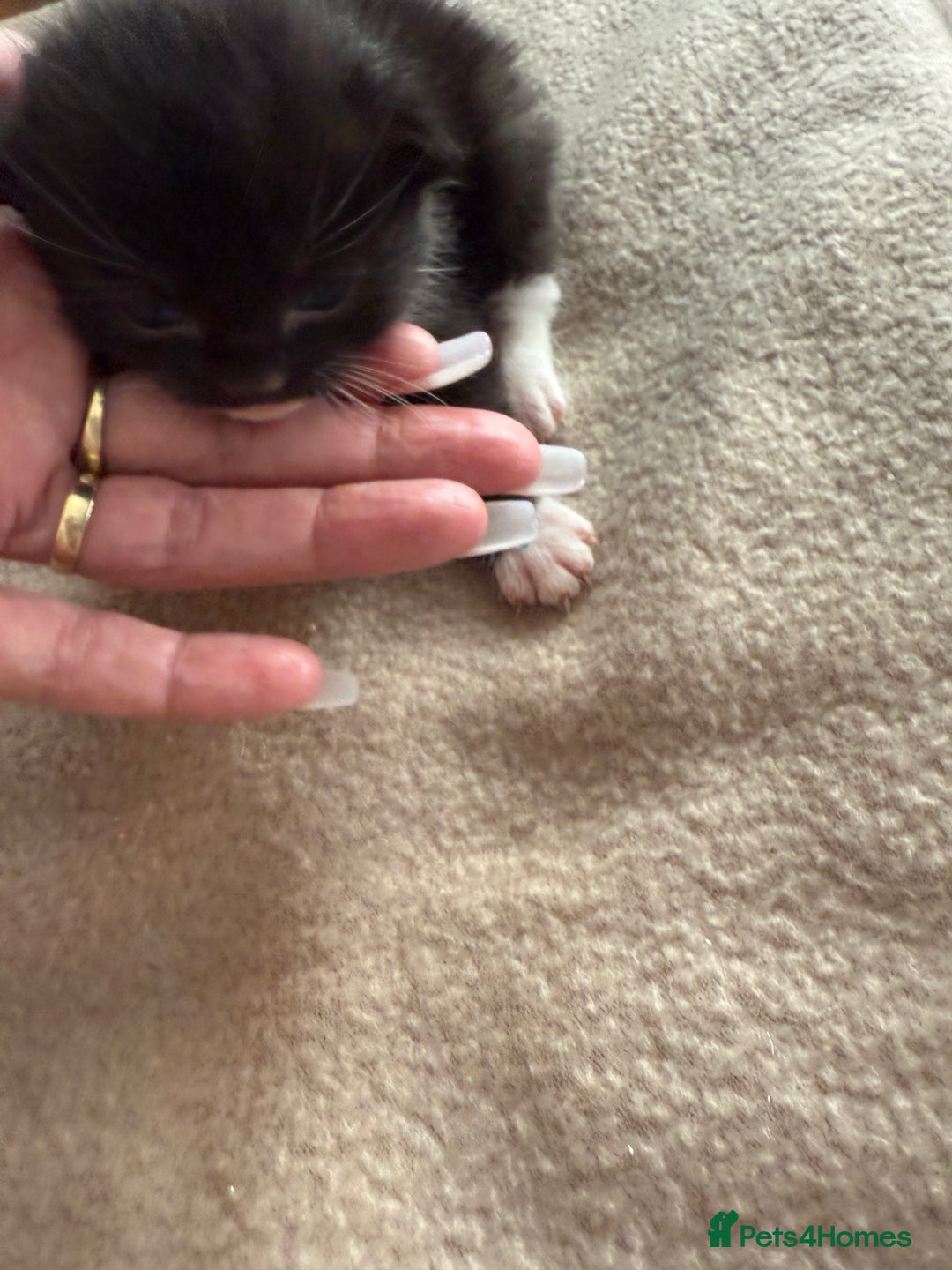 Mixed Breed cats for sale: Mixed breed tabby kittens  - Image 6