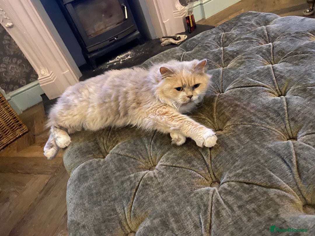 British Longhair cats for sale: British Shorthair -Longhair variant GCCF Female - Image 3