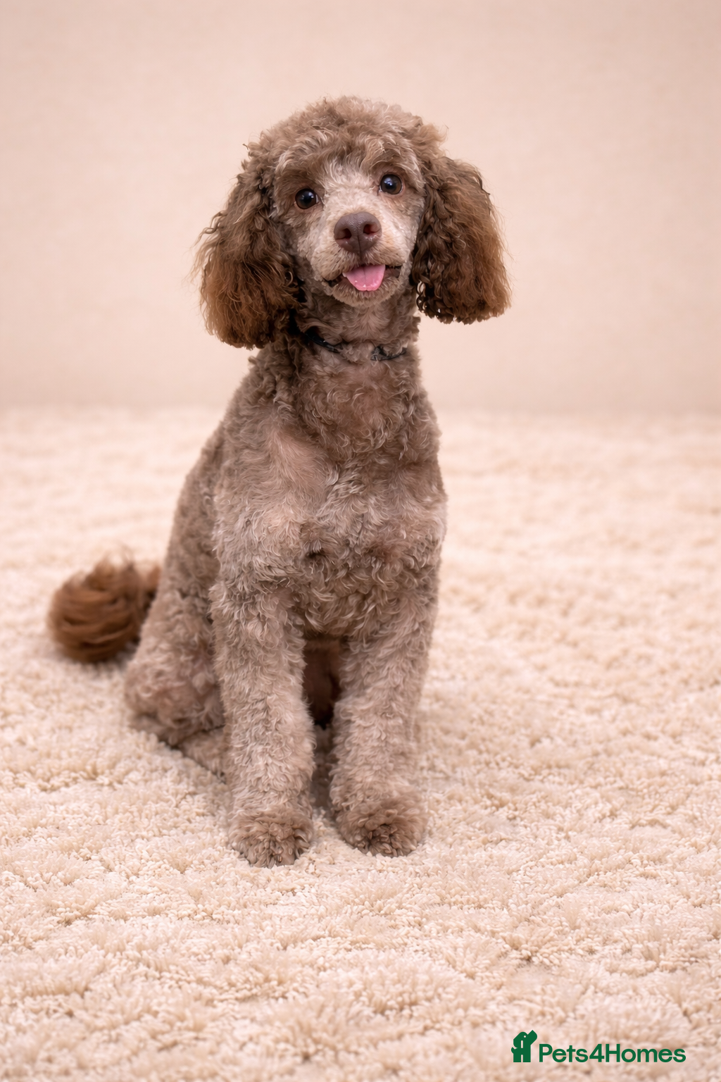 Toy Poodle dogs Chocolate Toy Poodle stud - Advert 3