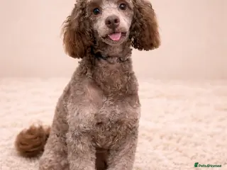 Toy Poodle dogs Chocolate Toy Poodle stud - Advert 3