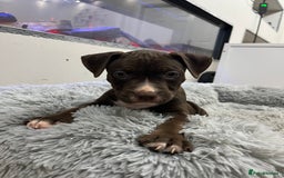 American Bull Staffy dogs for sale: Staffy Bull Puppies - Advert 10