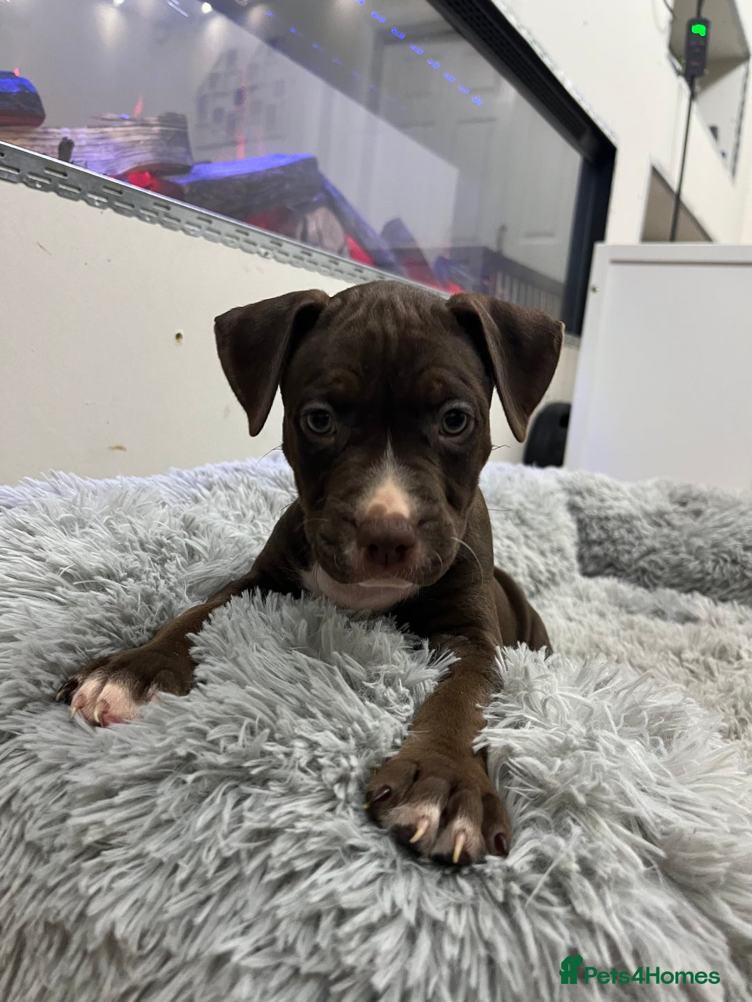 American Bull Staffy dogs for sale: Staffy Bull Puppies - Advert 10