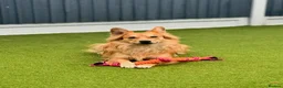 Mixed Breed dogs for sale: Meet Kenzo Italian Volpino in Basildon - Advert 2