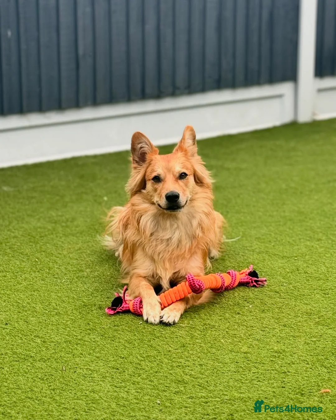 Mixed Breed dogs for sale: Meet Kenzo Italian Volpino in Basildon - Advert 2