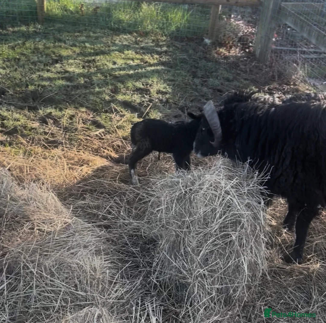 Sheep livestock for sale: Male sheep for sale  - Advert 4