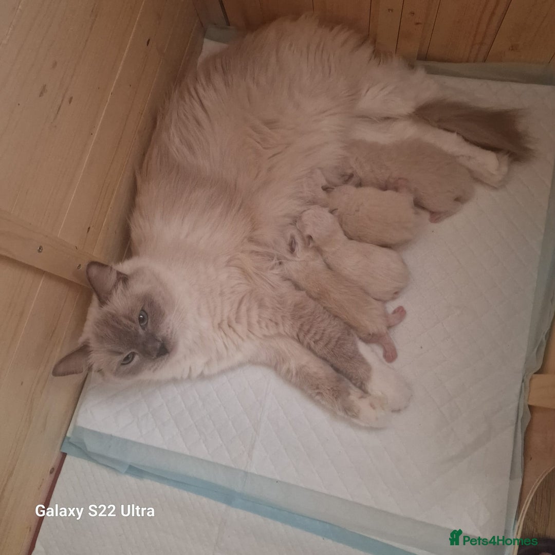 Ragdoll cats for sale: 4 Luxury European line Ragdolls kittens - Image 9