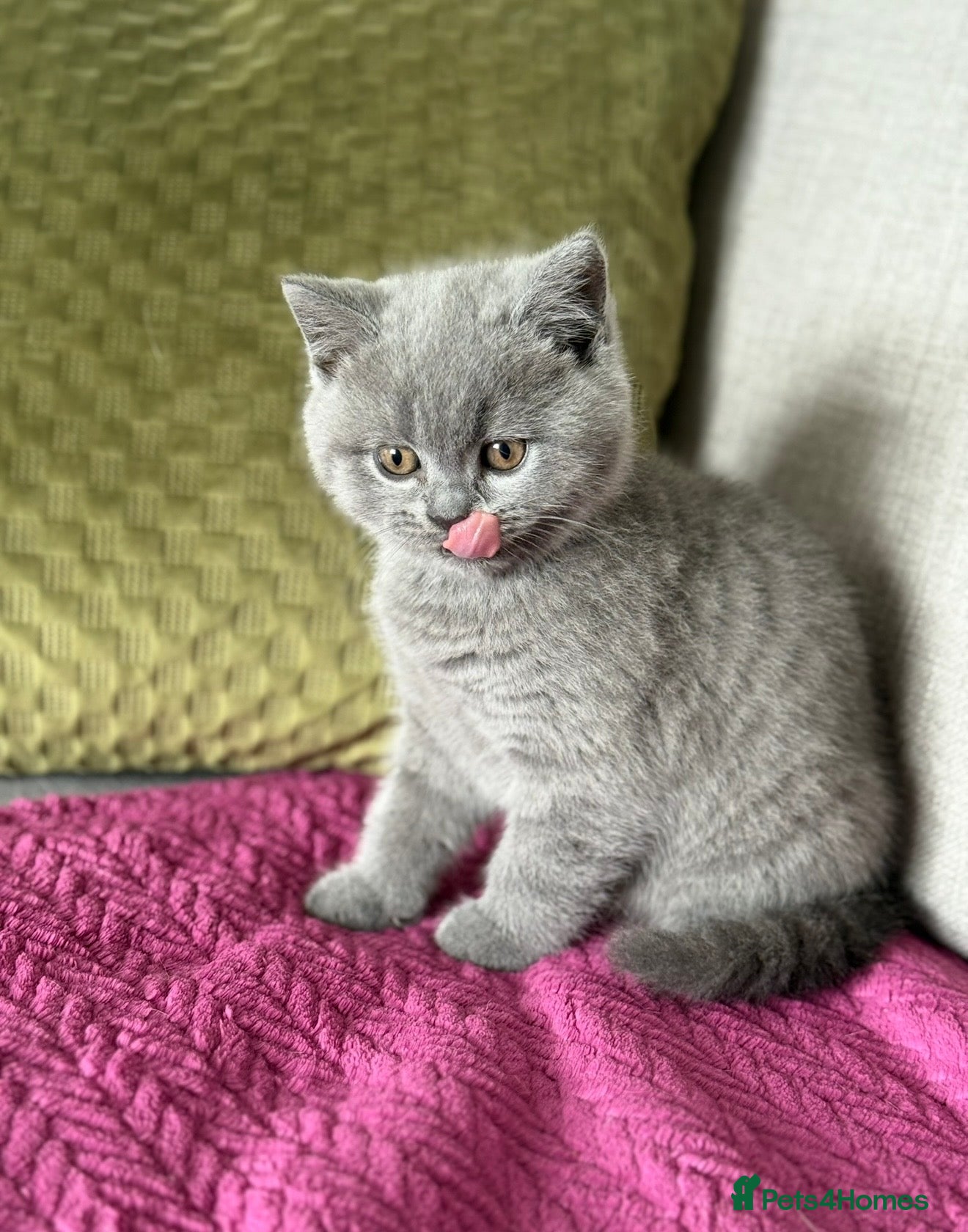 British Shorthair cats  Beautiful British Shorthair Kittens ✨🐾 - Advert 16
