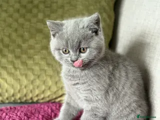 British Shorthair cats Beautiful British Shorthair Kittens ✨🐾 - Advert 16