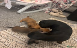Miniature Dachshund dogs for sale: 🐾 Miniature Dachshund Puppies 🐾 - Image 5