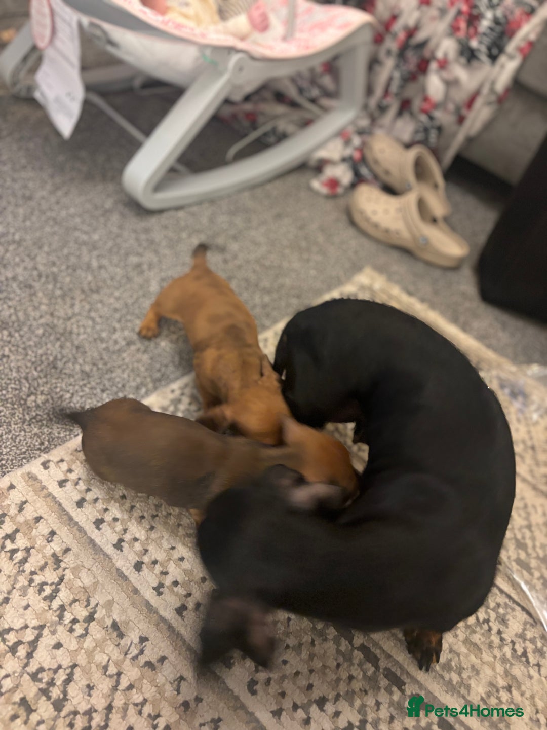 Miniature Dachshund dogs for sale: 🐾 Miniature Dachshund Puppies 🐾 - Image 5