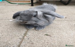 Mixed Breed rabbits for sale: Adorable lion head x lop - Image 3
