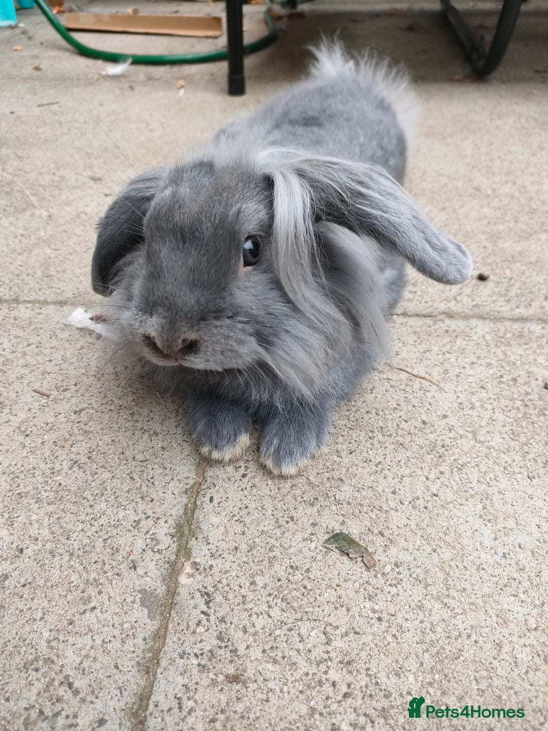 Mixed Breed rabbits for sale: Adorable lion head x lop - Image 3