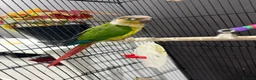 Conures birds for sale: Semi tame young conure with cage in Manchester - Advert 6