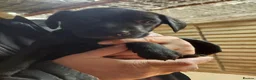 Labrador Retriever dogs for sale: Beautiful Black & Golden Labrador Puppies  - Advert 18