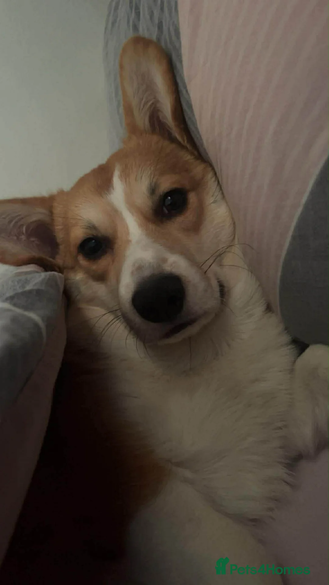 Welsh Corgi Pembroke dogs for sale: Welsh Pembrokeshire corgi  - Advert 6