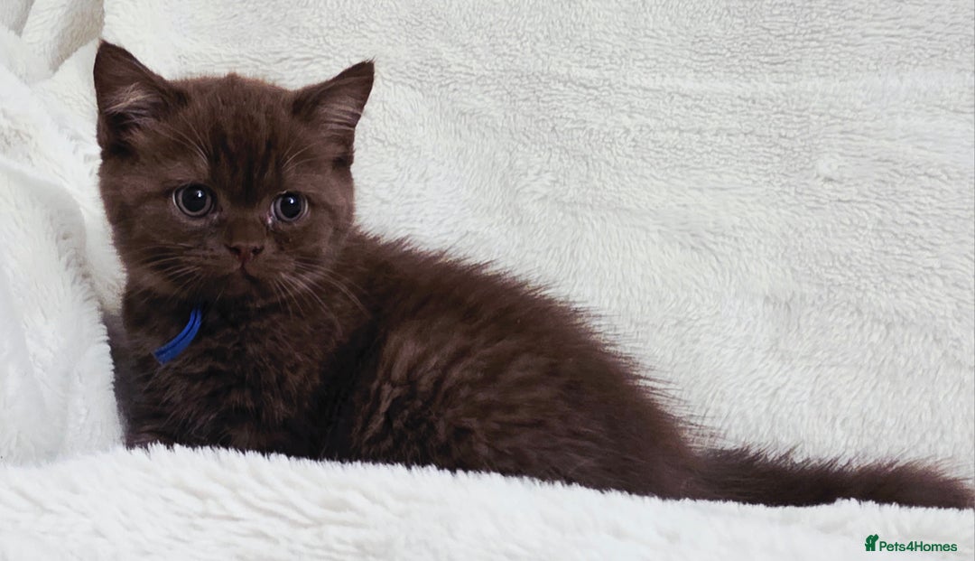 British Shorthair cats for sale: GCCF British Shorthair Kittens Champion Bloodline  - Image 4