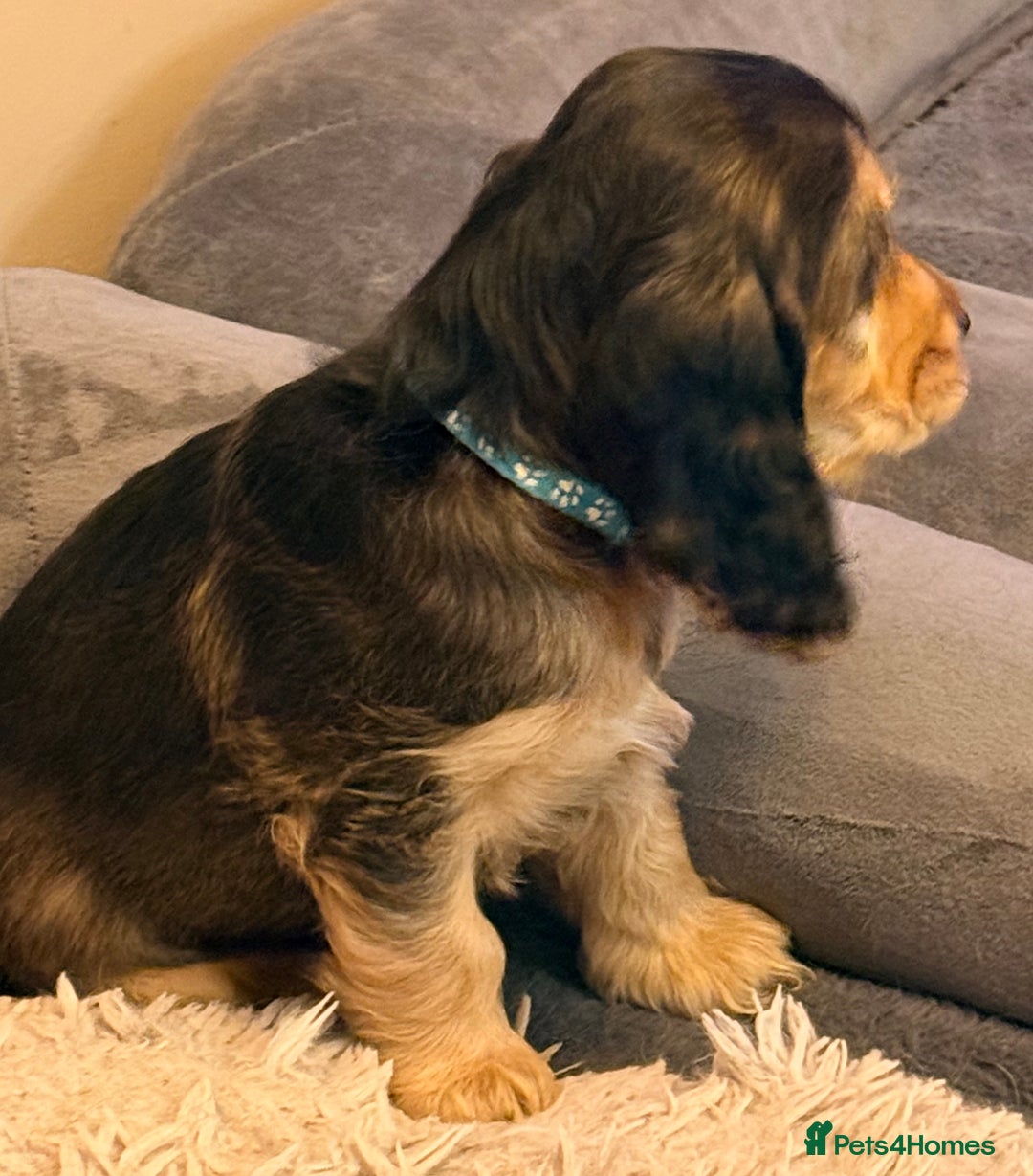 Cocker Spaniel dogs for sale: Show Type Cocker Spaniel  - Advert 5