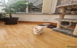 Pomeranian dogs for stud: Bishon maltese  - Image 5