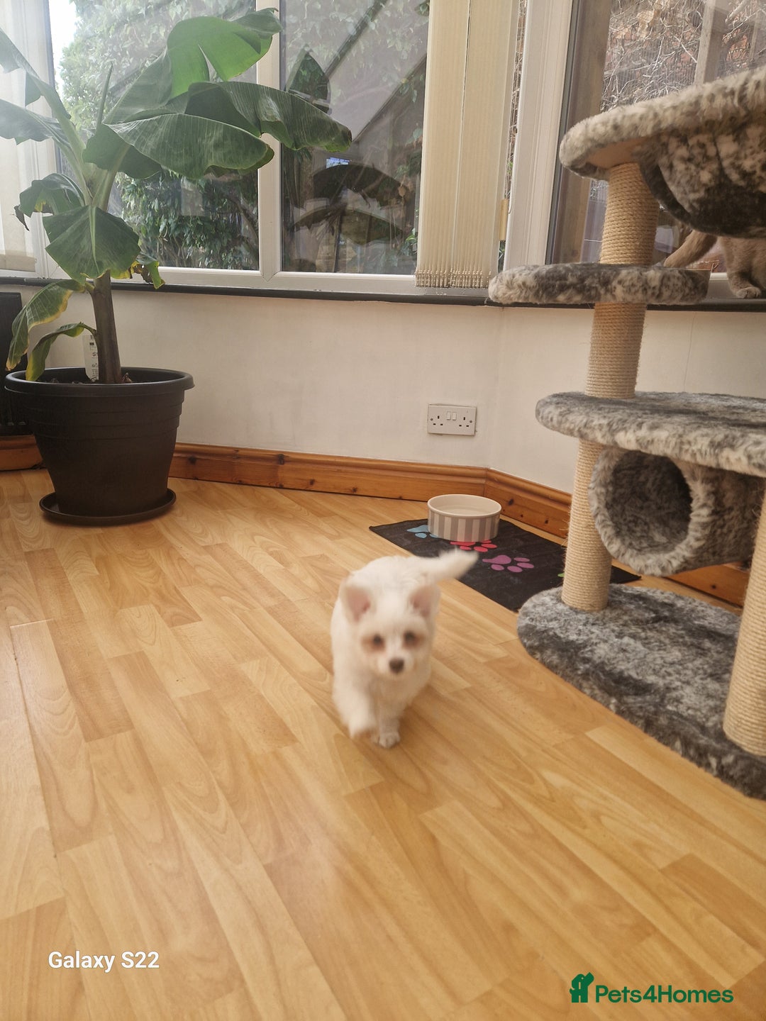 Pomeranian dogs for stud: Bishon maltese  - Image 5