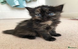 Siberian cats for sale: Stunning Siberian Kittens! - Image 3