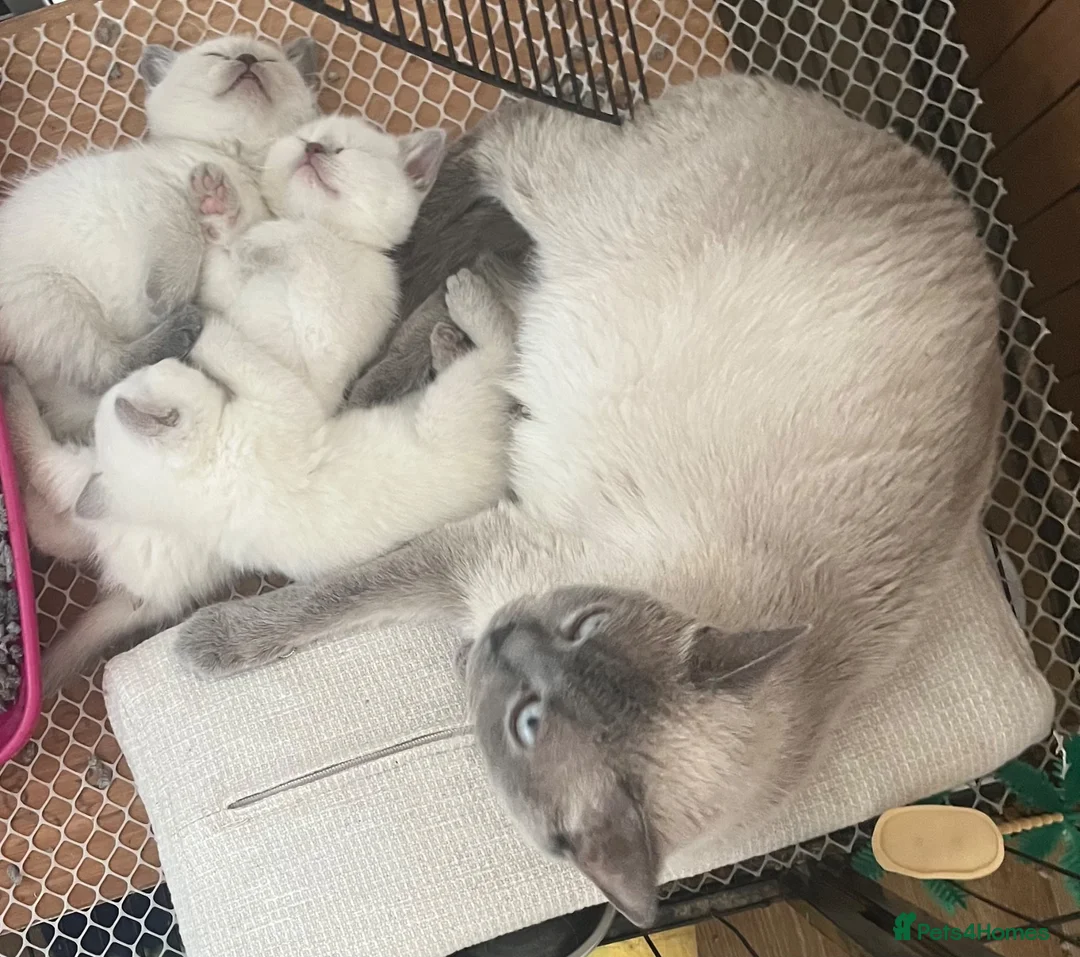 British Shorthair cats for sale: stunning final lilac point girl  in Ilkeston - Advert 1