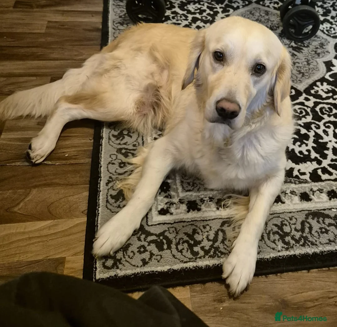 Golden Retriever dogs for sale: Beautiful Golden Retriever Puppies - Family Raised - Advert 3