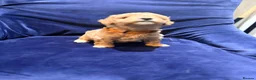 Poochon dogs for sale: Toy poodle/bichon - Advert 13
