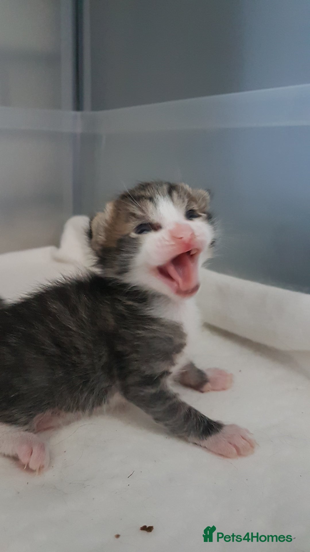 British Shorthair cats for sale: for sale 2 cheeky little monkeys  - Image 5