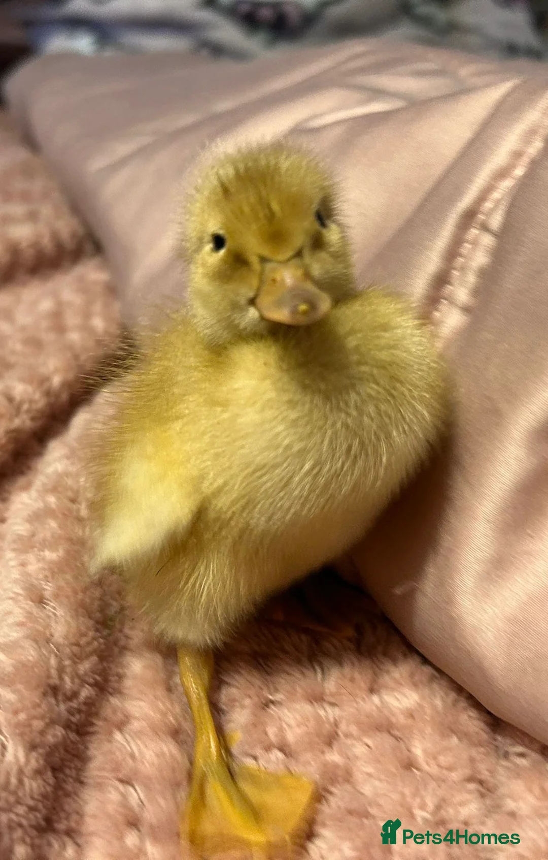 Ducks poultry for sale: 🐣 Ducklings! 🐣 - Advert 4