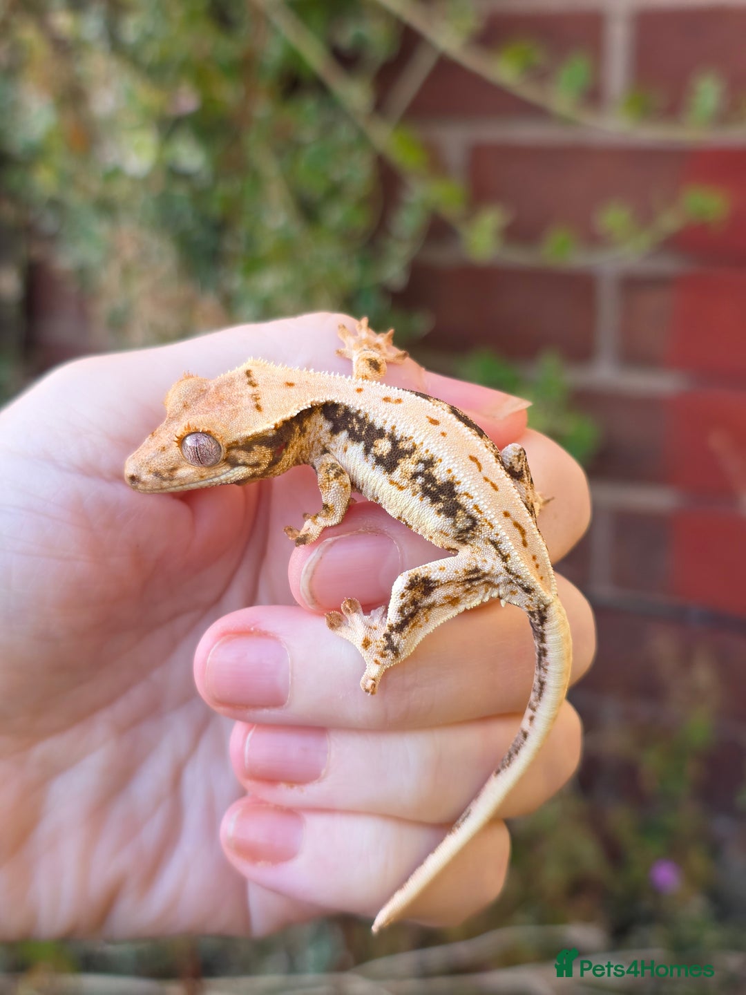 Gecko reptiles for sale: Crested geckos - Advert 3