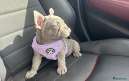 French Bulldog dogs for sale: French bulldog pups 🐶  - Image 3