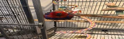 Parrots birds for sale: Beautiful 8-year-old female Eclectus parrot  in Bradford - Advert 4
