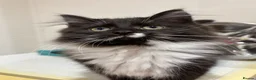 Mixed Breed cats for sale: Beautiful black and white fluffy tuxedo cat - Advert 6