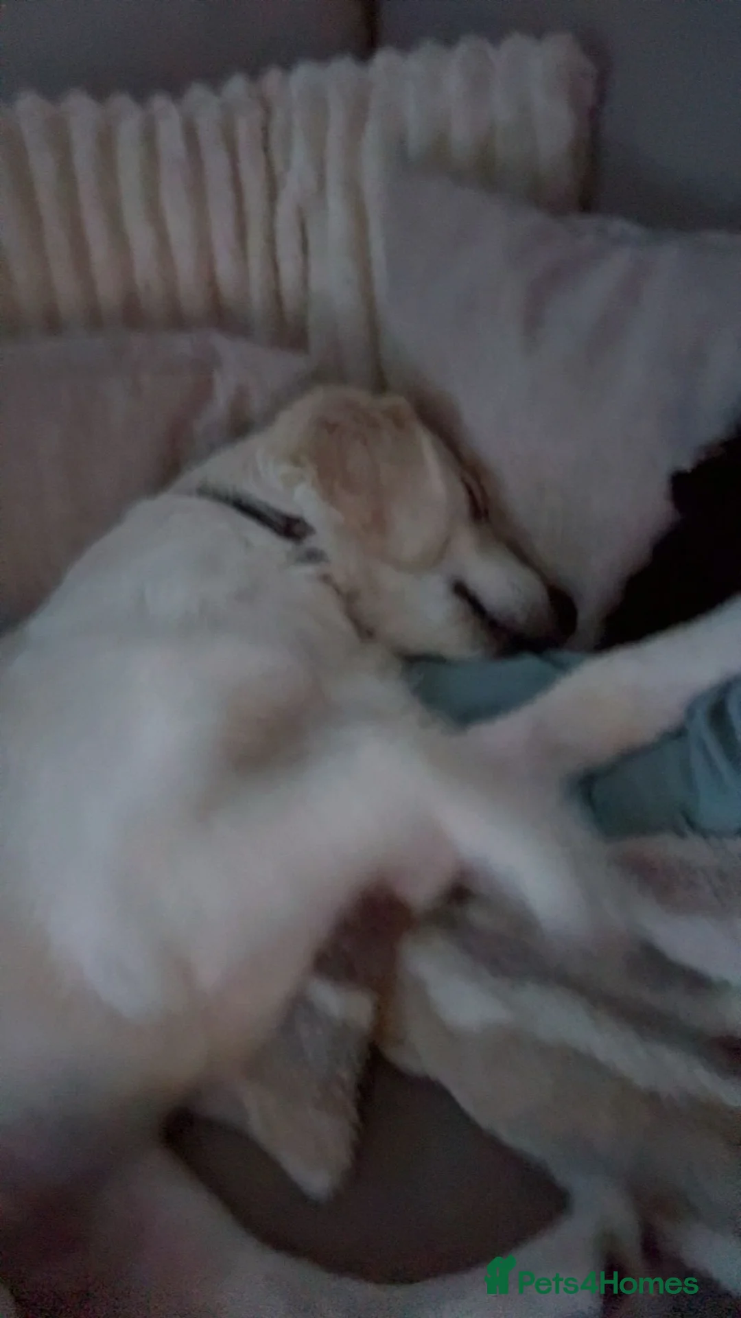 Golden Retriever dogs for sale: 6 month old, Male golden retriever  - Advert 6