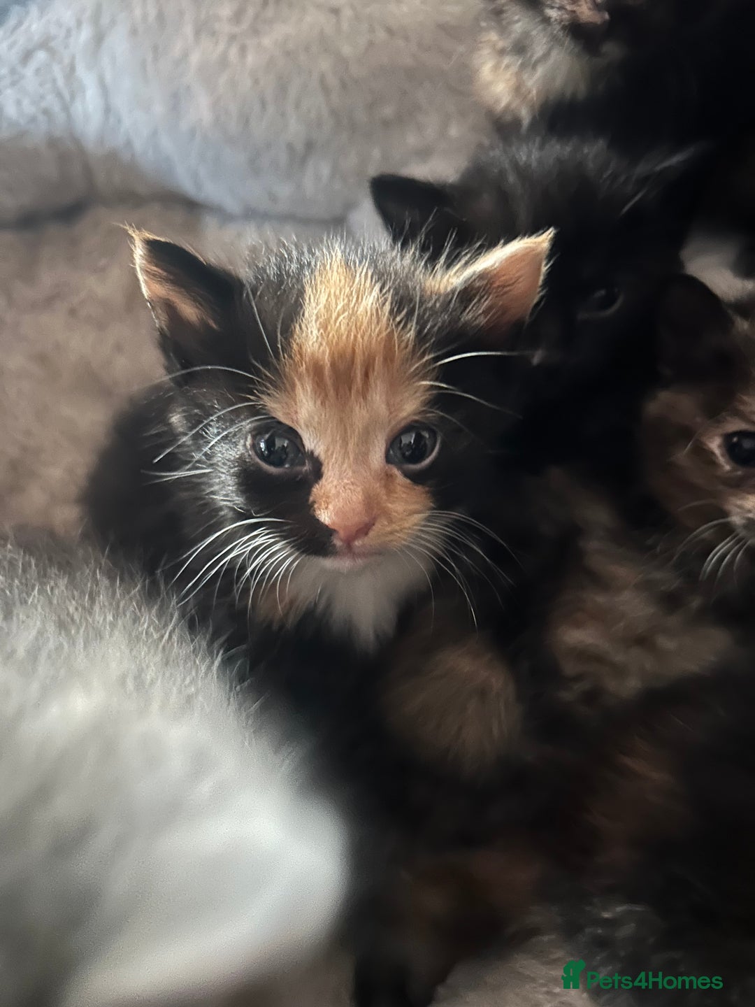 Mixed Breed cats for sale: Kittens mixed breed  - Image 6