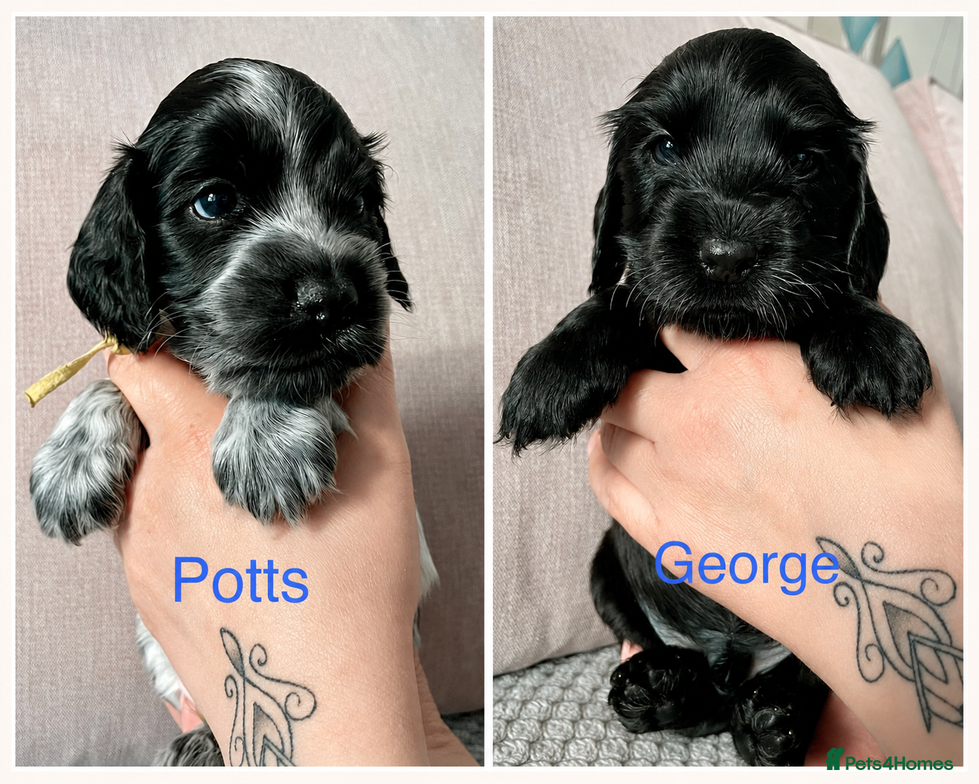 Cocker Spaniel dogs 2 boys available KC reg Show Cocker puppies  - Advert 3