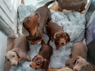 Dachshund dogs Due to time wasters 5 boys left - Advert 3